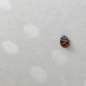 どんなときも (feat. ayumu)