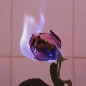 二手玫瑰(Prod.By Furyl）