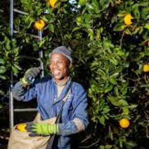 Ka xidzumba kuna magayisa