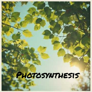 Photosynthesis