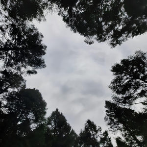 Trastevere (Concepto) (Demo)