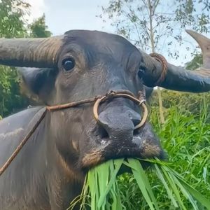 罪恶蛮牛