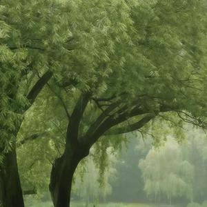 柔らかな月灯り