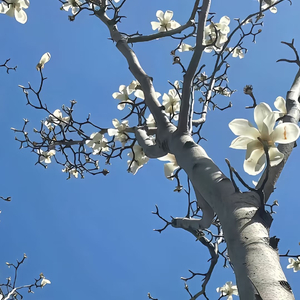 《纸船与未寄的秋》