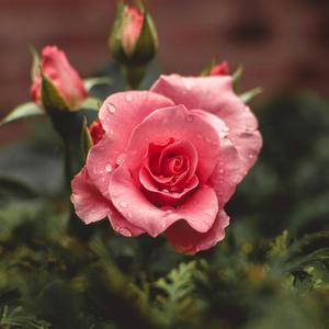 Roses
