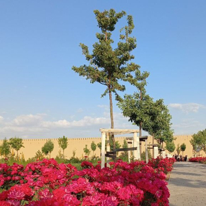 Наслаждение