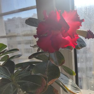 我很难再爱上下一个春天