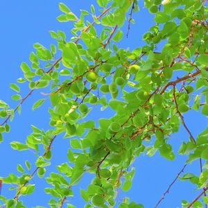 旧梦如风（纯音乐）