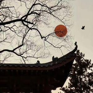 春庭雪DJ 0.9x cc remix