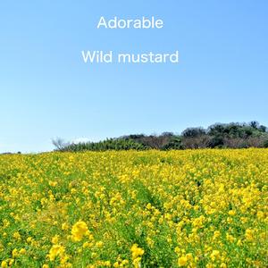 From the New World Highlight Reel