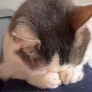 in the solitude of my own thoughts, i drown in the silence that was never meant to be heard