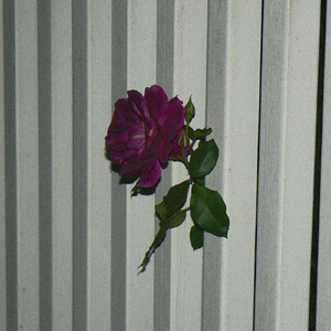 I Don't Know Why You Think That