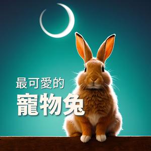 最可爱的宠物兔