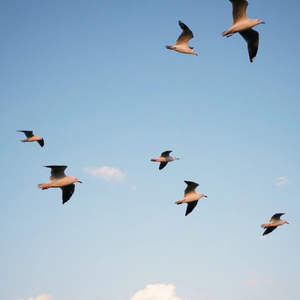 在白昼热烈生长