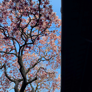 年年岁岁花相似