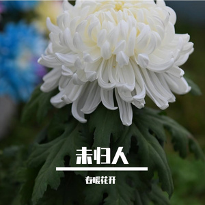 蘑兔AI_未归人_mastered