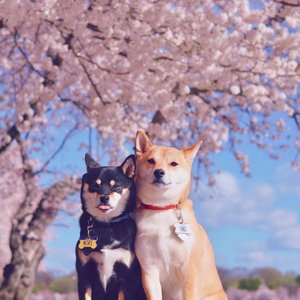 爱的天灵灵（男声翻唱）