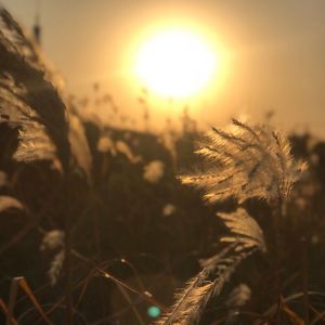 徐沐阳、张真贺 - 靠自己