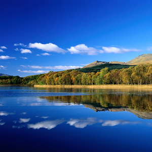 迎春花开的地方