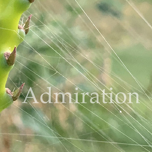 Admiration