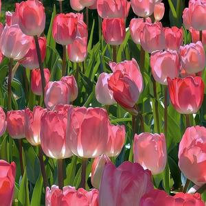 请允许我成为你的月亮