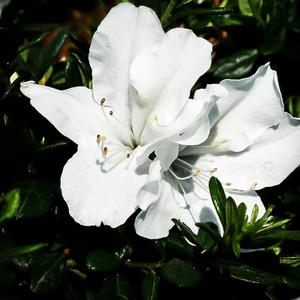 Azaleah