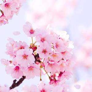 さくら ~あなたに出会えてよかった~