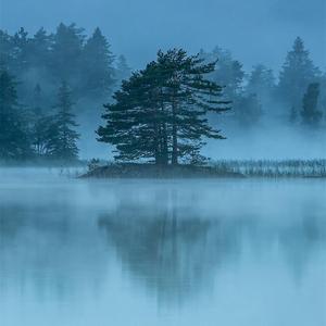 梅花三弄（五行养生 补肾益肾）