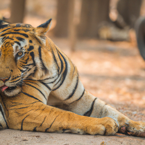 สาวส่ำน้อยคอยฮัก