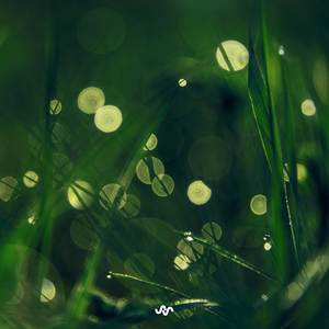 Fernlight