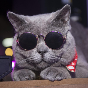 我的女友像只猫