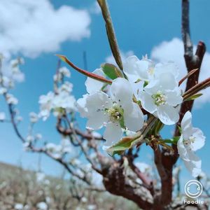 姐姐（Cover 贾盛强）