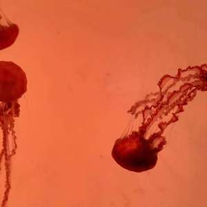 感到害怕你就跳舞吧