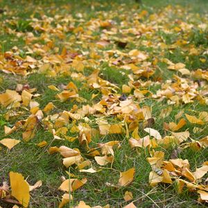 梨花谢又一年(DJ x0.8 wave版)