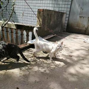 你曾是少年（cover：焦迈奇）