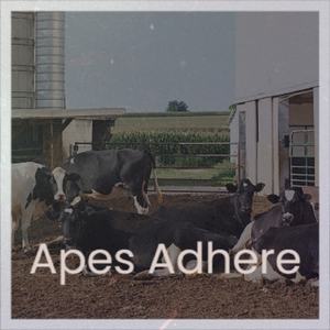 Apes Adhere