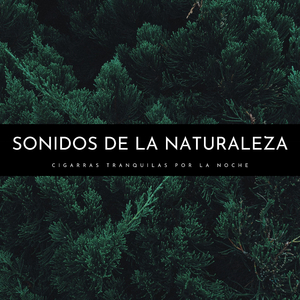 Amanecer En El Bosque