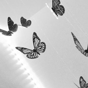 Butterfly Room (Dariacore Remix)