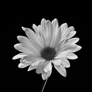 Loss (Special Version)