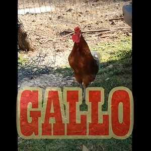 GALLO
