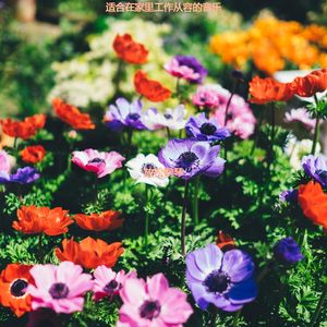 适合办公事务感觉音乐