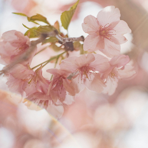 4월은 언제나 아픈 계절