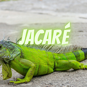 Jacaré