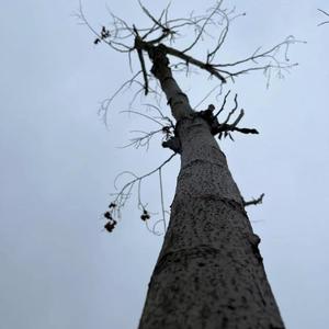 不想再发呆（王梓淇/刘思达）