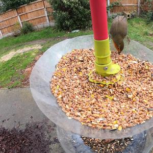 The Chills Gone Down Threw My Bones