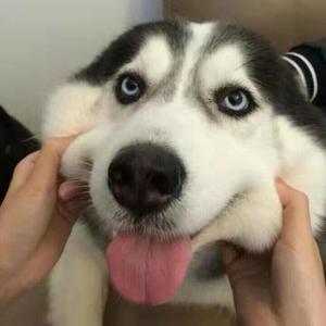 见面（王哪跑 remix）