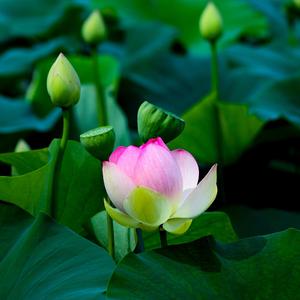 春水盈盈（钢琴）