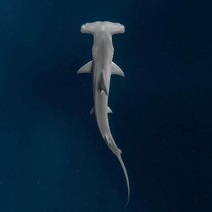 Hammerhead