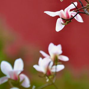 Koklem&春日（吉他版）