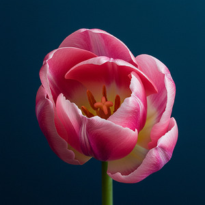 眠れなかった花